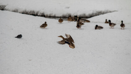 Wild ducks in nature in winter.