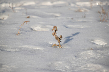 Dry branches of snowy herbaceous plants, winter.