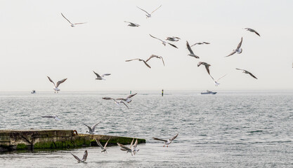 Seagulls fly against the background of the sea and the sky.