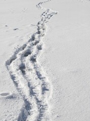 Human footprints on the white snow into the distance.