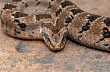 Rhombic night adder (Causus rhombeatus)
