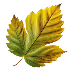 maple leaf