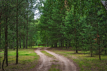 A dirt road in the forest among the trees