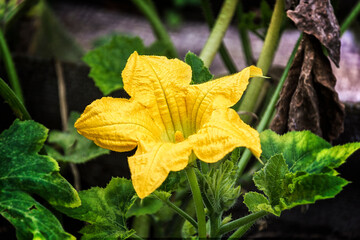 On a green branch grew a yellow pumpkin flower