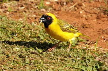Southern masked-weaver forages for seed on a sandy patch