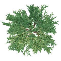 tree, top view for environment landscape project design