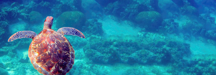 Banner with wild sea turtle swimming among tropical corals and fishes