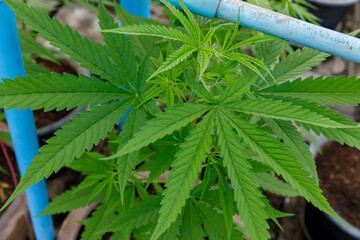 The leaves of the marijuana plant growing in a pot