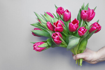 mans hand holding bouquet of fresh flowers tulips on gray background.