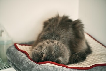 Domestic grey cat sleeps indoors.