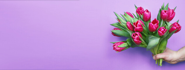 mans hand holding bouquet of fresh flowers tulips on purple pink background.