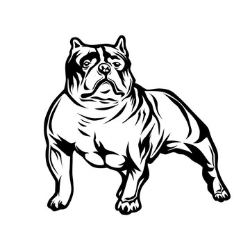 American bulldog black white illustration