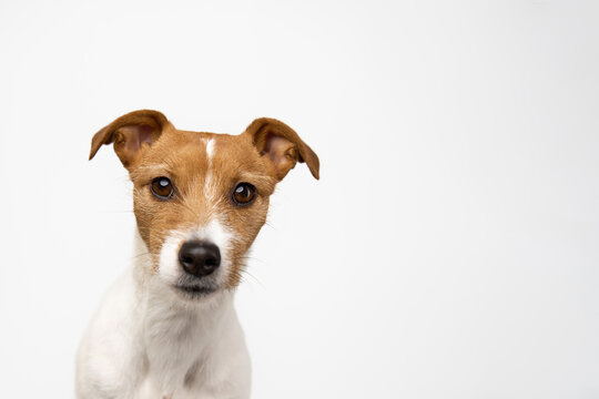 Curious interested dog looks into camera. Jack russell terrier closeup portrait on white background. Funny pet