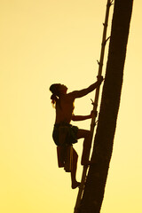 A Thai man in Ayutthaya climbs a sugar palm tree to harvest sugar cane juice from sugar palm flowers.