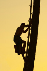 A Thai man in Ayutthaya province climbs a sugar palm tree to harvest sugar cane juice from sugar palm flowers.