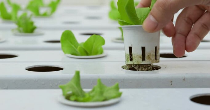 Vegetables in a hydroponics greenhouse. Planting plants using a nutrient solution in water instead of planting with soil.
