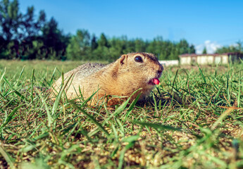 The gopher is holding two grains of millet on its tongue on the grassy meadow.