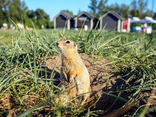 The gopher is leaned out of its hole on the grassy meadow