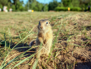 Naklejka na ściany i meble The cub of gopher is looking at the camera on the grassy meadow