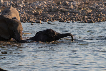 Telephoto shot of a herd of African Elephant -Loxodonta Africana- taking a bath in a waterhole in Etosha national Park.