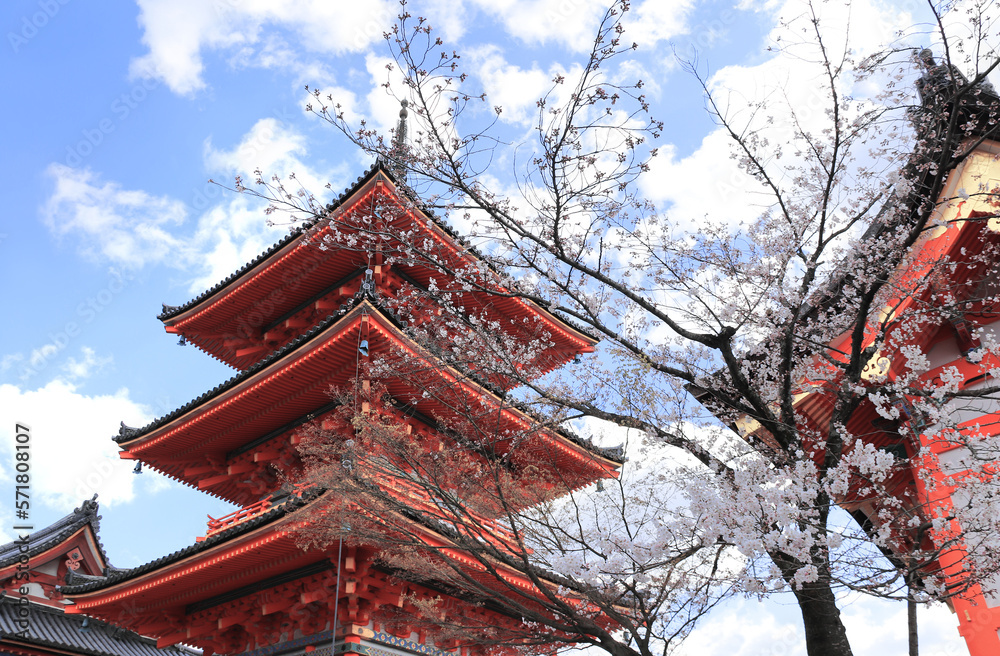 Wall mural Ancient pavilion and blooming sakura branches in Fushimi Inari shrine. Spring time in Kyoto, Japan. Sakura blossom season