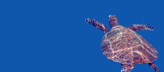 Banner with wild sea turtle swimming among tropical corals and fishes