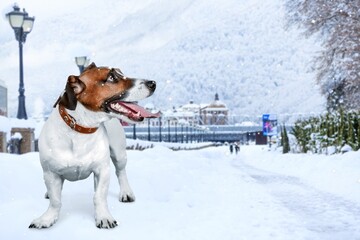 Cute young smart dog pet in snow