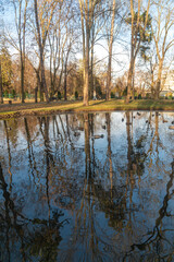 Obraz premium Ducks swims in the pond city park