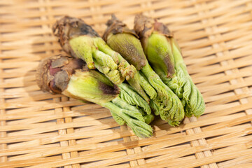 群馬県産「たらの芽」　山菜の王様、てんぷらにするとおいしい（日本の山菜）