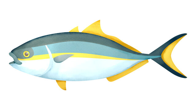 ブリの水彩風イラスト