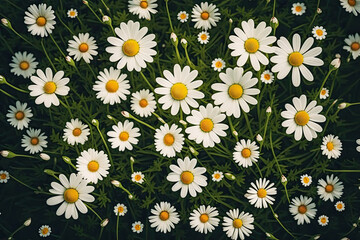 Field of daisies top view. Texture natural background of many flowers chamomile in meadow in grass, Generative AI