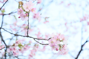 透ける桜の花びら