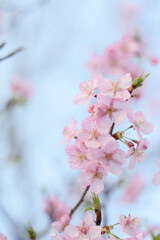ふんわりかわいい桜の花びら