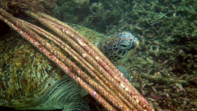 Big green turtle hiding among rock, sailboat ropes and corals in sea
