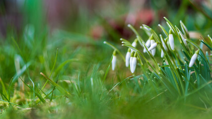 Snowdrops in early spring