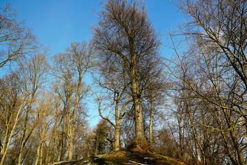 Winter fine February day. Old high lindens in the park. Trees without leaves against the blue sky