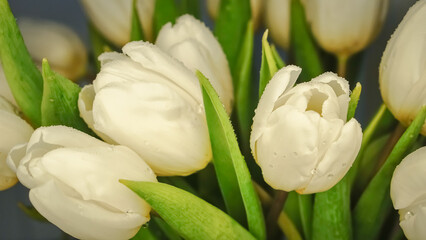 Fototapeta na wymiar Białe tulipany 