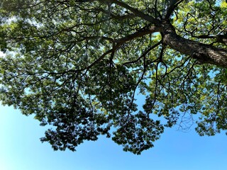 Obraz premium tree in the sky