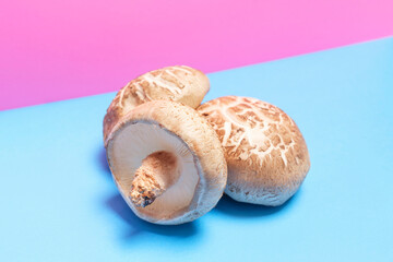 Shiitake mushrooms on blue and pink background close-up side view.