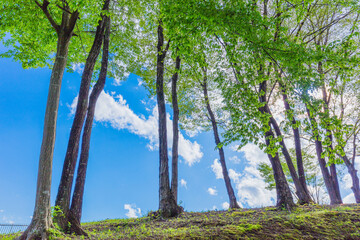 新緑の森と青空