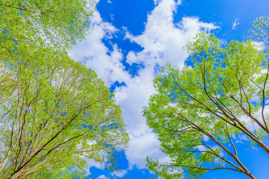 新緑の森と青空