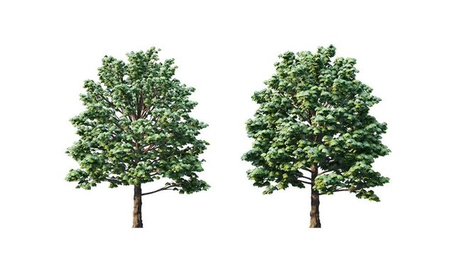Growing trees on white background.3D animation growth grow from small to large, Hippocastanum trees animate in the wind include alpha channel tree. Tree isolated Separated with alpha channels