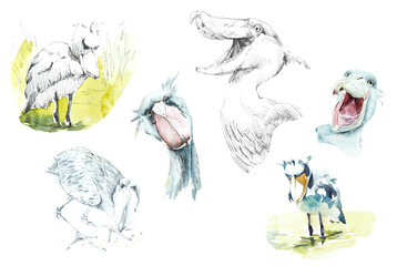 Shoebill. Pattern with bird. Watercolor hand drawn illustration - 571817997