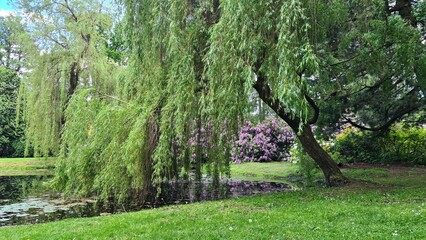 Willow branches descending to the water of the pond and beautiful Rhododendron bushes