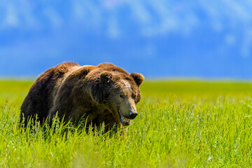 Brown Bear