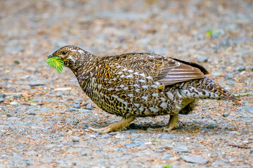 Spruce grouse (Canachites canadensis), Eagle River Nature Center, Alaska