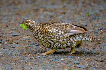 Spruce grouse (Canachites canadensis), Eagle River Nature Center, Alaska
