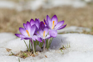 Purple crocus flower blooms against the backdrop of snow on a spring sunny day. Primrose bloomed after winter, template for postcard or cover.
