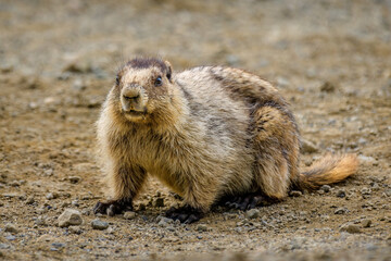 Marmot