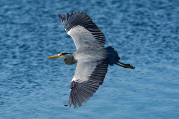 heron wingspan